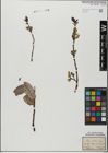 Foto von Salix glabra Scop.